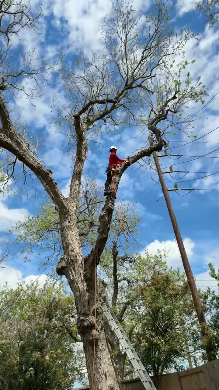 Tree Trimming & Pruning — Brazos Land & Tree Co. crew at work in Sugar Land